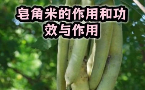 皂角米的功效与作用：润肠通便与美容养颜的“植物燕窝”