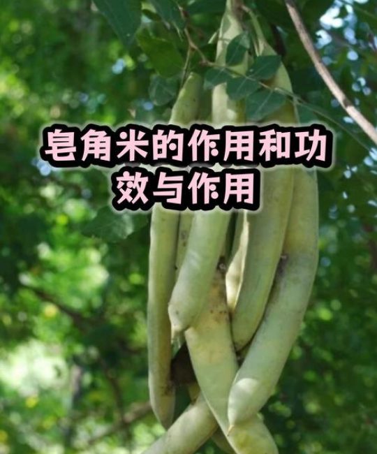 皂角米的功效与作用：润肠通便与美容养颜的“植物燕窝”