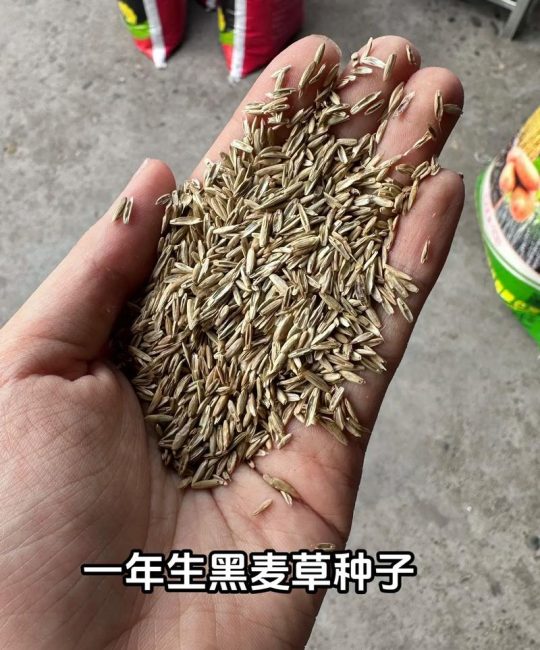2026年黑麦草种子价格是多少？规格、产地与采购量影响报价