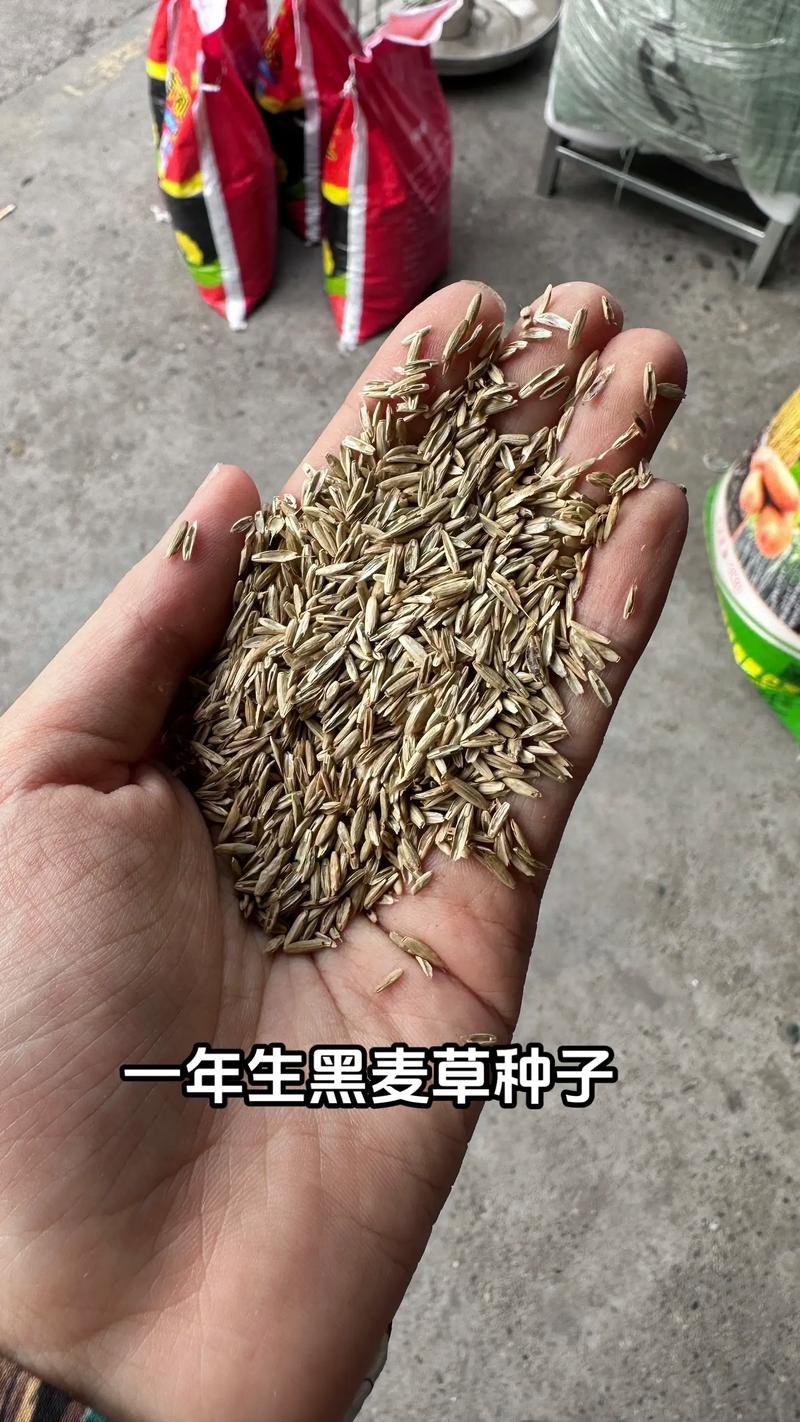 2026年黑麦草种子价格是多少？规格、产地与采购量影响报价