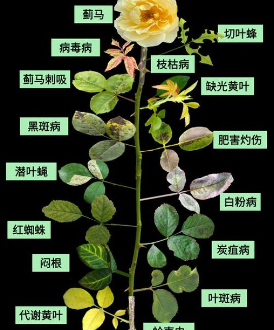 10种常见植物病害识别与科学防治指南