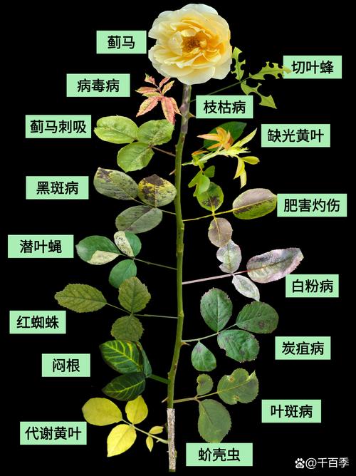 10种常见植物病害识别与科学防治指南