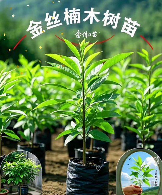 苗木规格与栽植密度指南：3公分金丝楠木树苗价格是多少？
