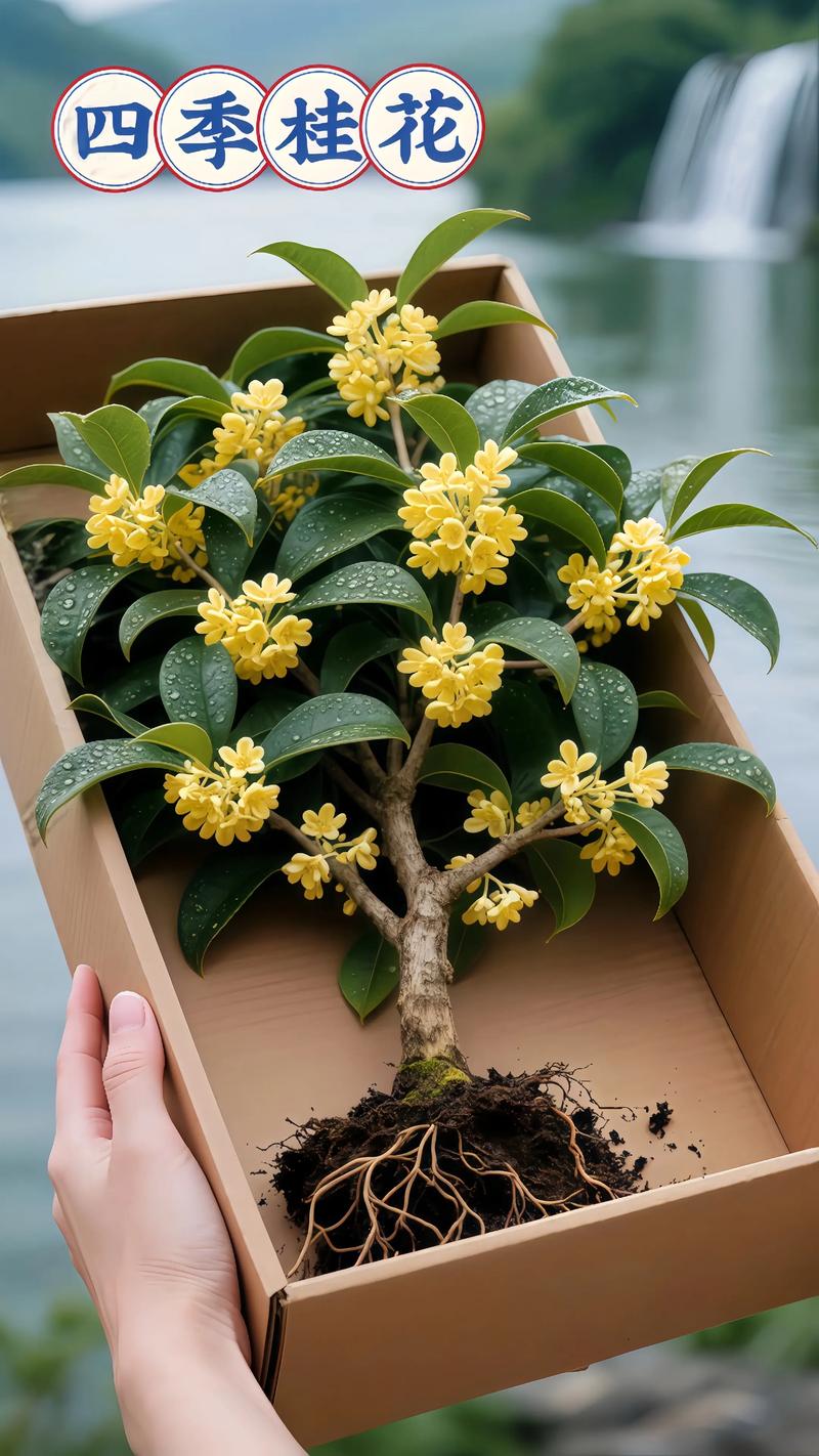 二、东北盆栽桂花种植全流程（7步操作）