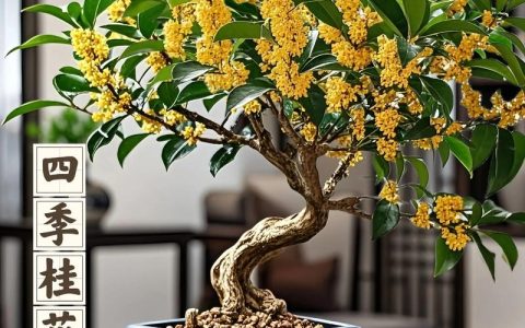 桂花在东北能种植吗？手把手教你东北盆栽桂花全攻略