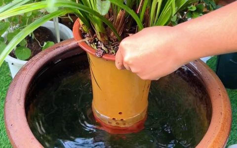 水培兰花怎么养才好？正确养殖方法与注意事项
