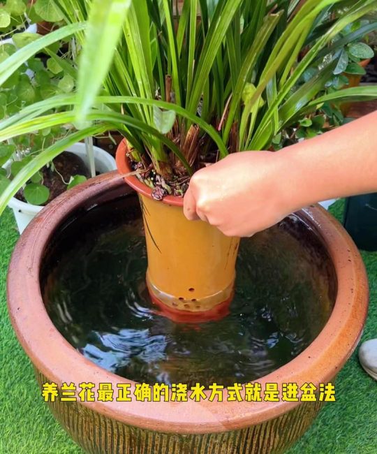水培兰花怎么养才好？正确养殖方法与注意事项