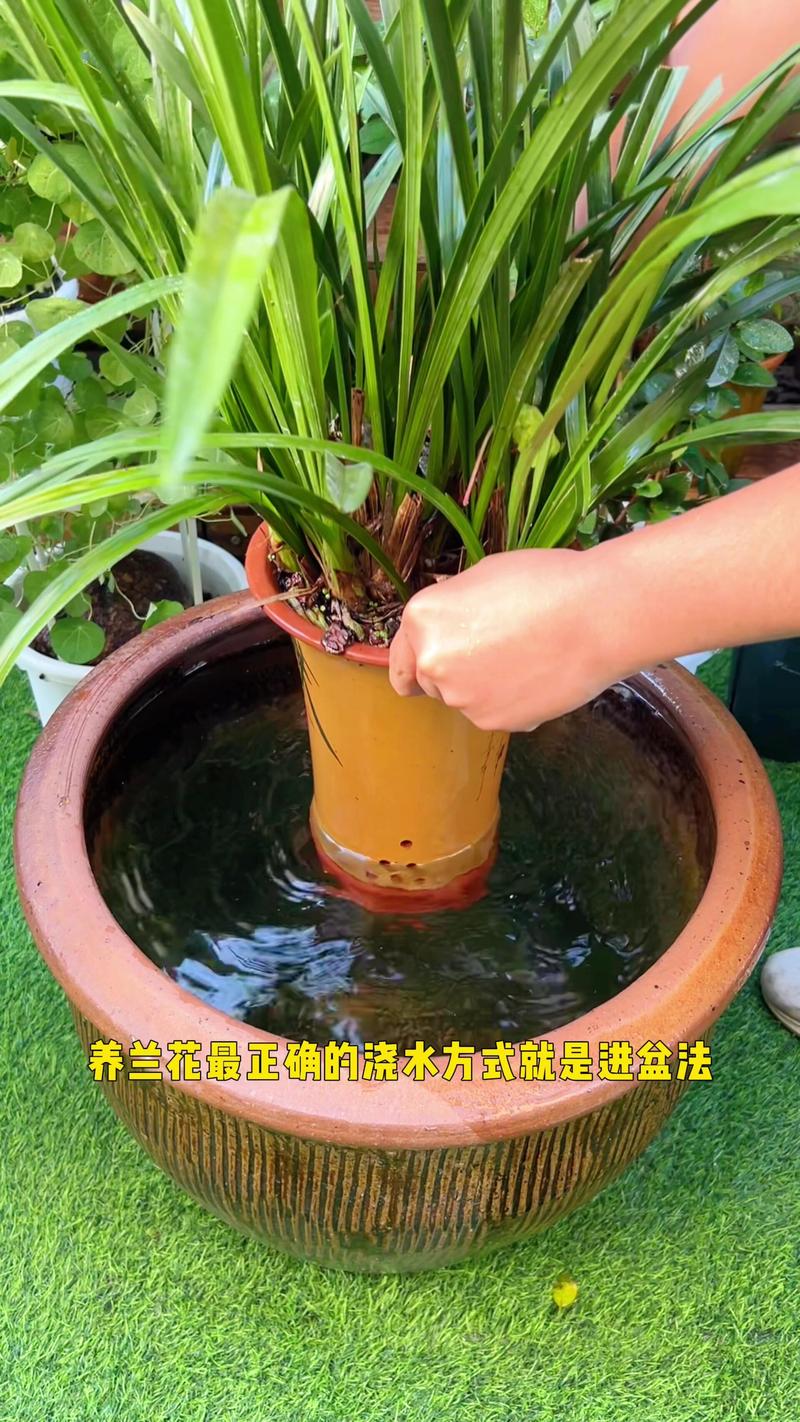 水培兰花怎么养才好?正确养殖方法与注意事项 水培兰花怎么养才好?正确养殖方法与注意事项