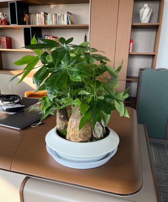 办公室放什么植物好养？这3种 “懒人植物” 让办公桌绿意盎然，新手也能养爆盆