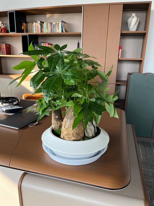 办公室放什么植物好养?这3种 “懒人植物” 让办公桌绿意盎然,新手也能养爆盆 办公室放什么植物好养?这3种 “懒人植物” 让办公桌绿意盎然,新手也能养爆盆