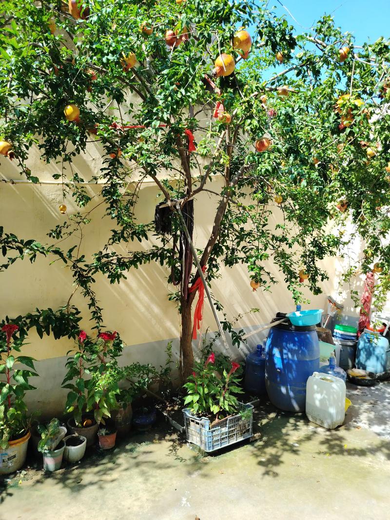 家里可以种果树吗?庭院与阳台果树种植全攻略 三、种植与养护要点(科学数据支撑)