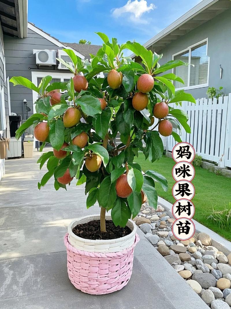 家里可以种果树吗?庭院与阳台果树种植全攻略 五、常见错误与检查要点