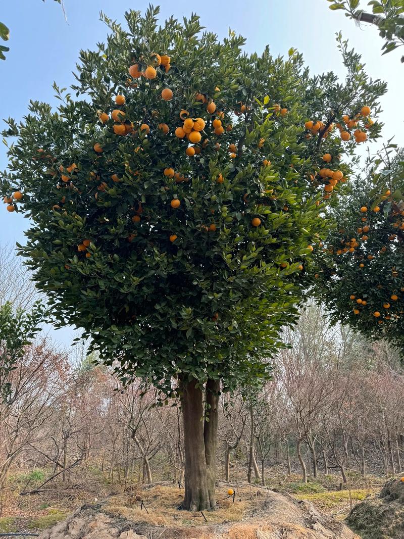 家里可以种果树吗?庭院与阳台果树种植全攻略 四、风险与安全提示
