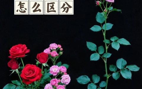 玫瑰花与月季花的区别与鉴别