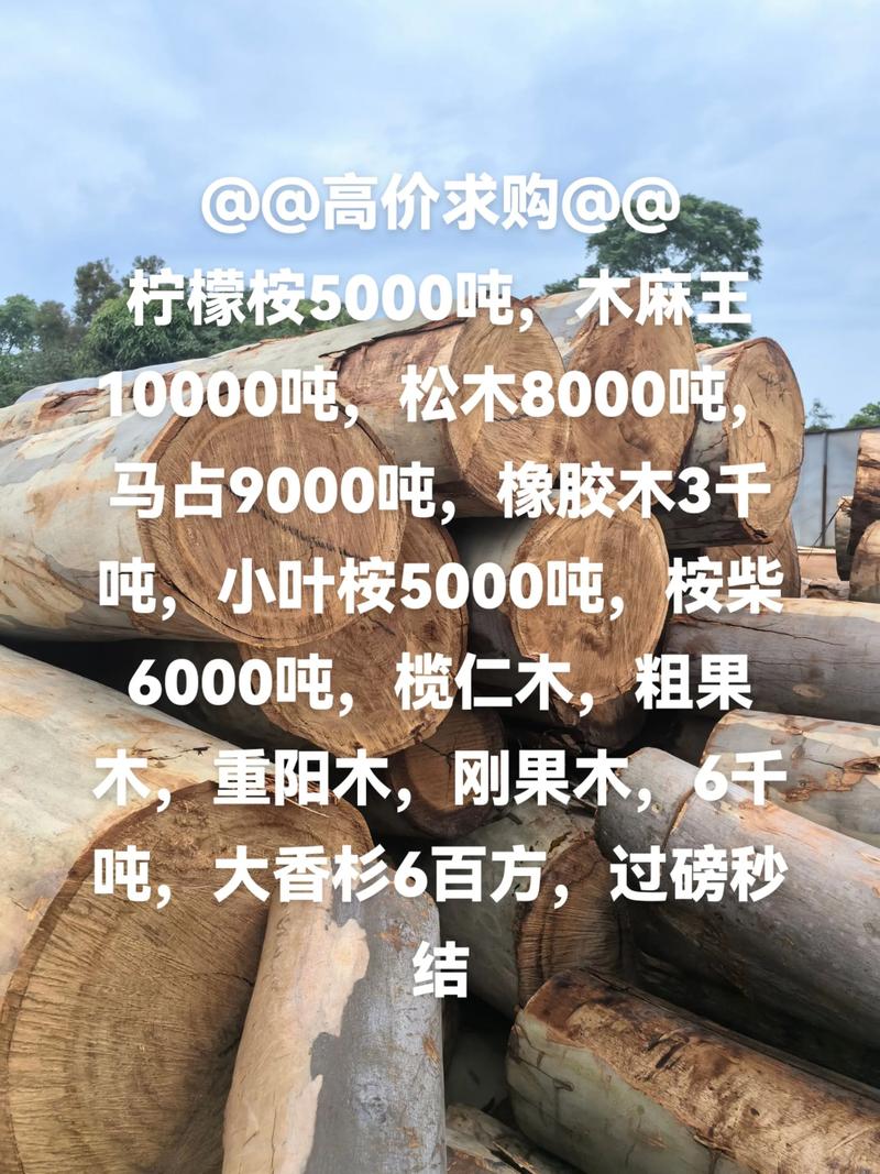 松树苗子多少钱一棵?2026年最新价格参考与影响因素全解析 规格决定价格:苗子大小是核心