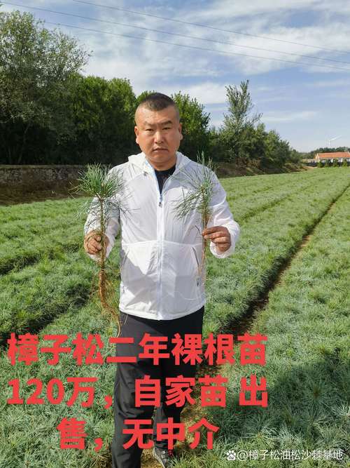 松树苗子多少钱一棵?2026年最新价格参考与影响因素全解析 产地影响价格:不同产区成本差异大