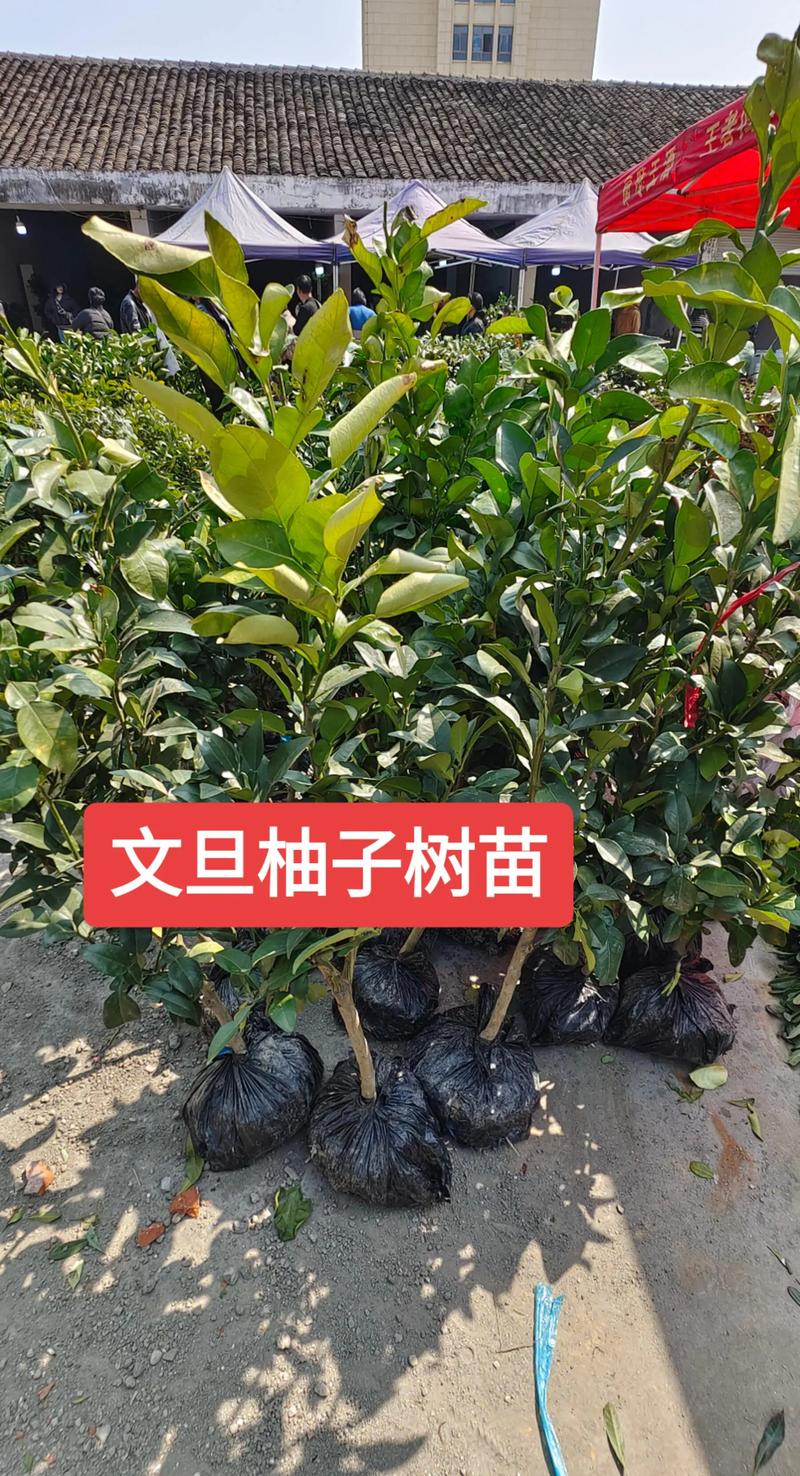 柚子树好种吗?掌握品种选择和嫁接苗采购技巧,庭院与果园都能丰产 柚子树适合在年均温18-24°C、冬季无严寒的地区种植