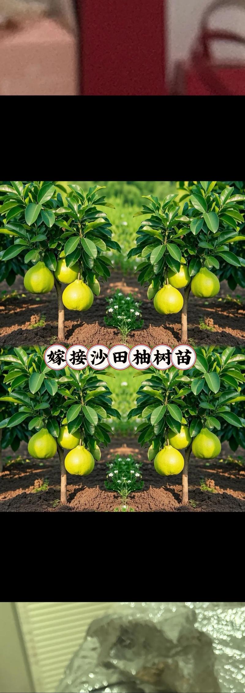 柚子树好种吗?掌握品种选择和嫁接苗采购技巧,庭院与果园都能丰产 多数柚树需要异花授粉,配置授粉树可增产30%