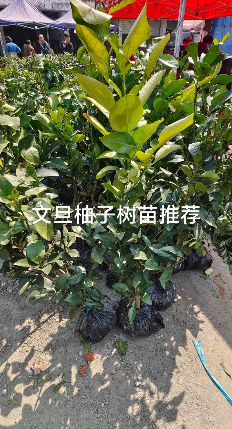 柚子树好种吗?掌握品种选择和嫁接苗采购技巧,庭院与果园都能丰产 2026年柚子亩产6000-8000斤,收购价1.5-3.5元/斤
