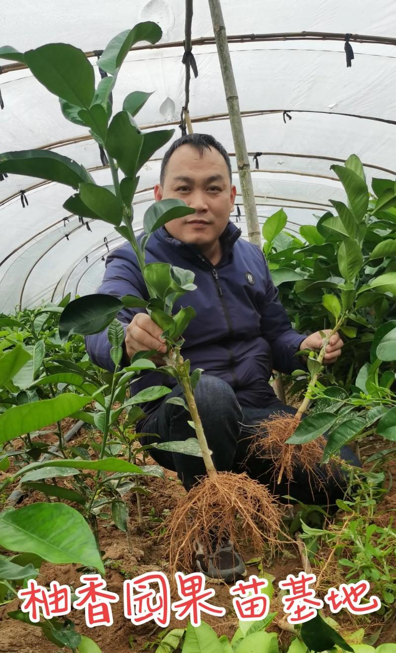 柚子树好种吗?掌握品种选择和嫁接苗采购技巧,庭院与果园都能丰产 采购柚子树苗坚持“一看嫁接口、二看根系、三看苗龄”
