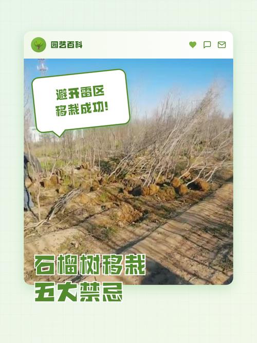 根系安全分析：别让美丽根系破坏地基