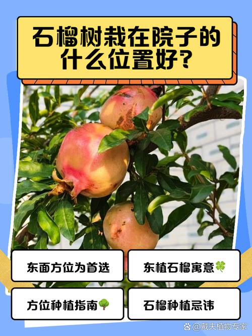 总结：石榴树栽在院子里好不好？