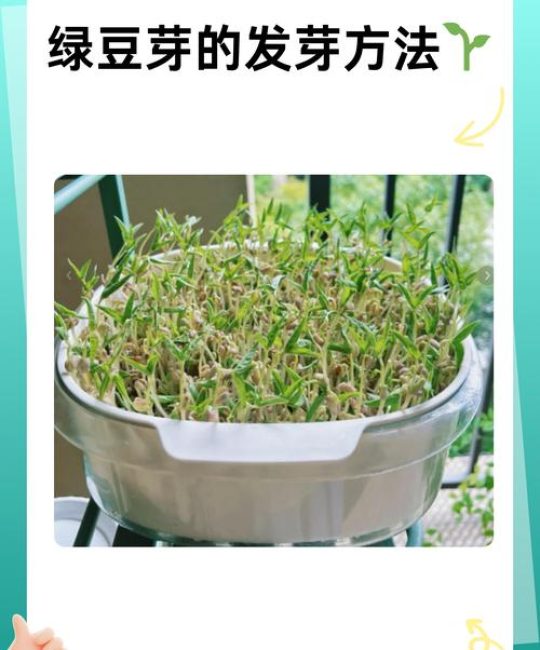 怎么样让种子发芽？家庭园艺全流程催芽技术与失败补救指南