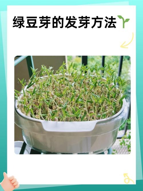 怎么样让种子发芽?家庭园艺全流程催芽技术与失败补救指南 怎么样让种子发芽?家庭园艺全流程催芽技术与失败补救指南