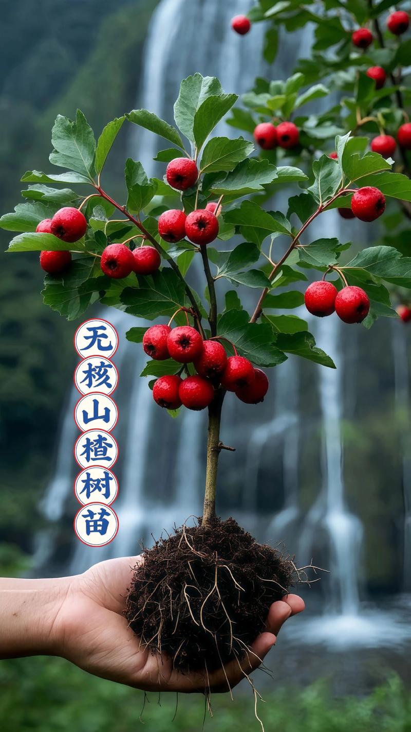 2026年山楂树苗选购指南:大金星、大绵球、歪把红三大品种多维对比与种植建议 2026年山楂树苗选购指南:大金星、大绵球、歪把红三大品种多维对比与种植建议