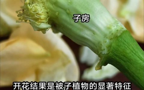 被子植物会开花吗？花期、果期与观赏期全解读