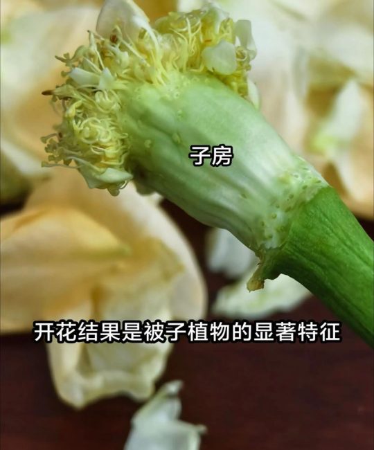 被子植物会开花吗？花期、果期与观赏期全解读