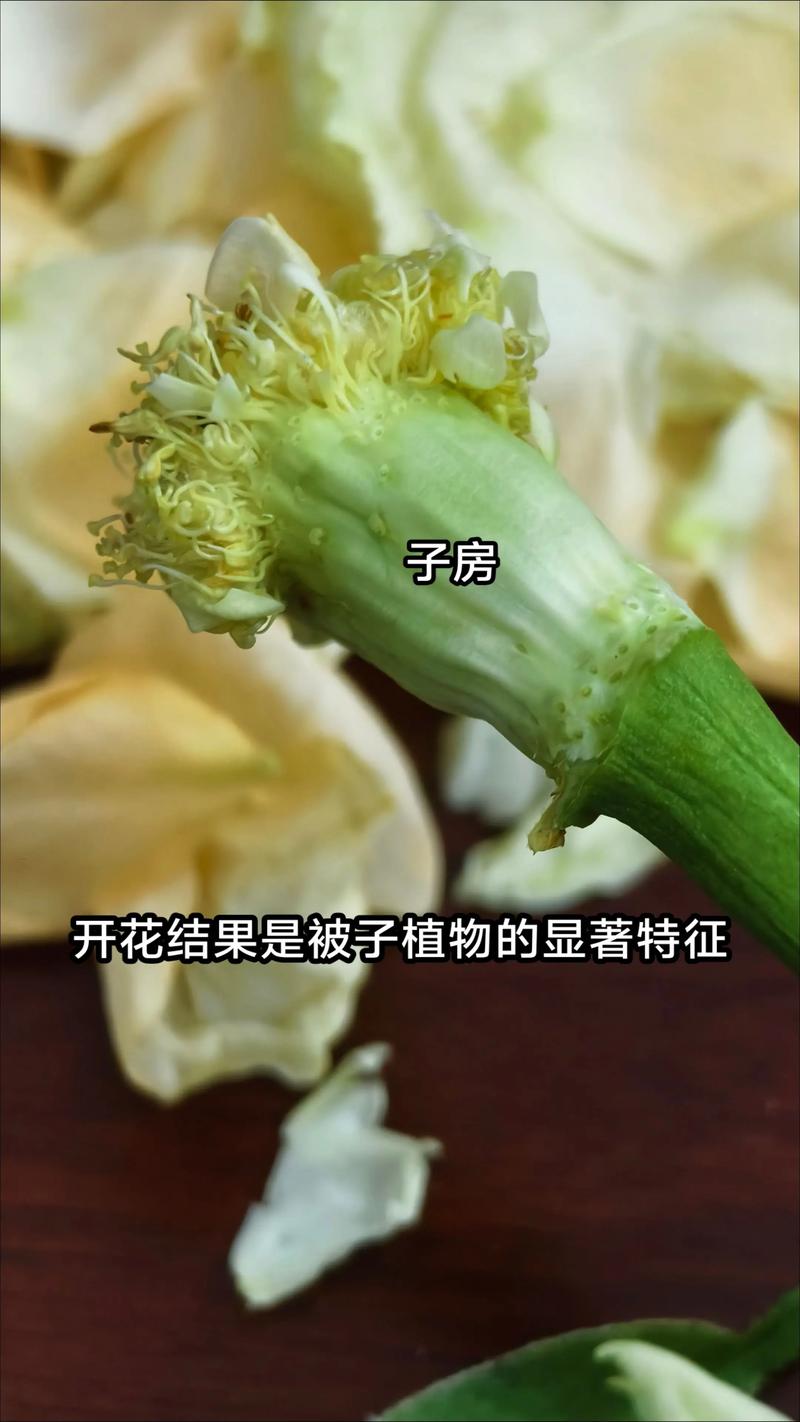 被子植物会开花吗？花期、果期与观赏期全解读