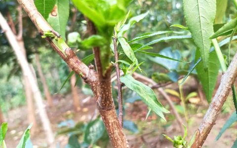 桃树嫁接什么树最好？2026年桃树苗选购、种植与经济价值分析