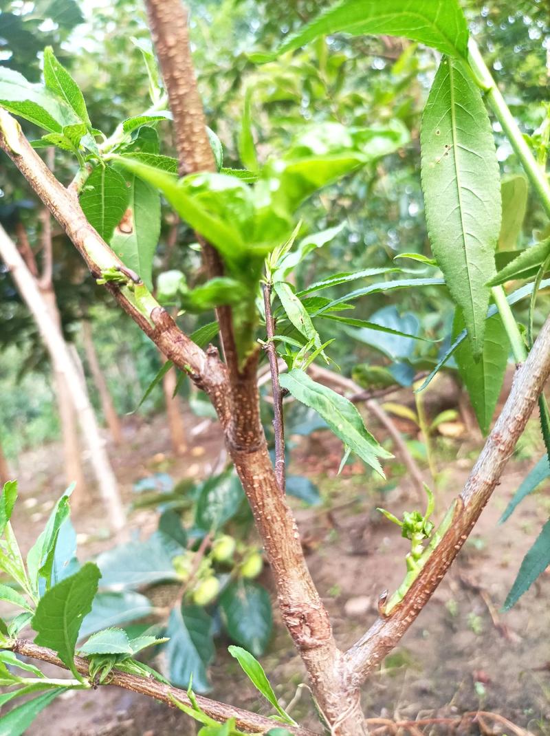 桃树嫁接什么树最好？2026年桃树苗选购、种植与经济价值分析