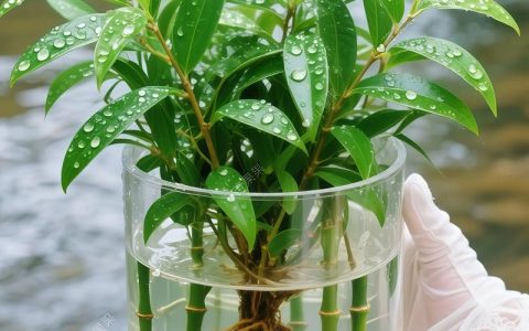 水培植物冬天会冻死吗？一文读懂越冬温度与南北养护差异