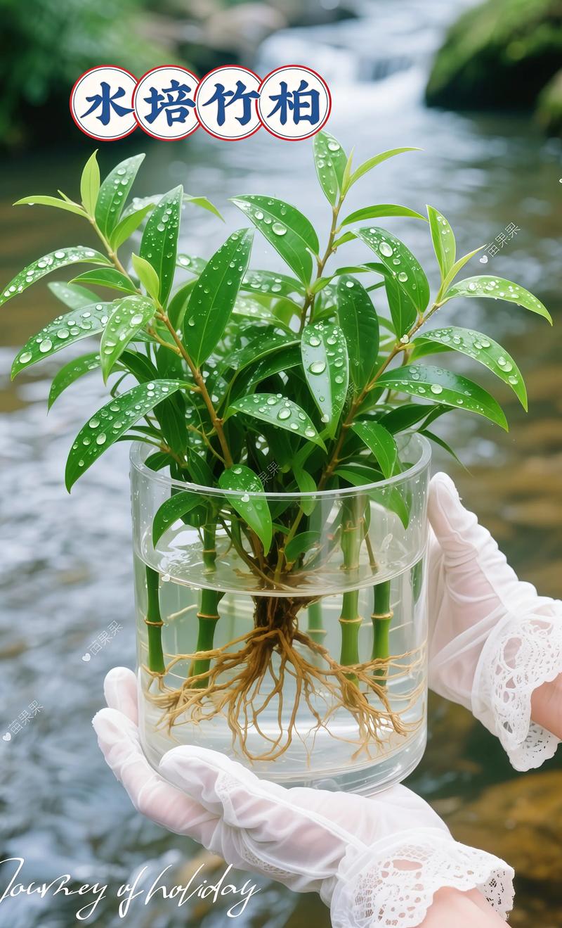 水培植物冬天会冻死吗?一文读懂越冬温度与南北养护差异 水培植物冬天会冻死吗?一文读懂越冬温度与南北养护差异