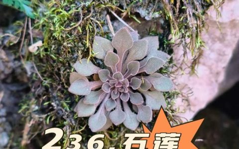 石莲花是水生植物吗？彻底解析其陆地属性与养护误区