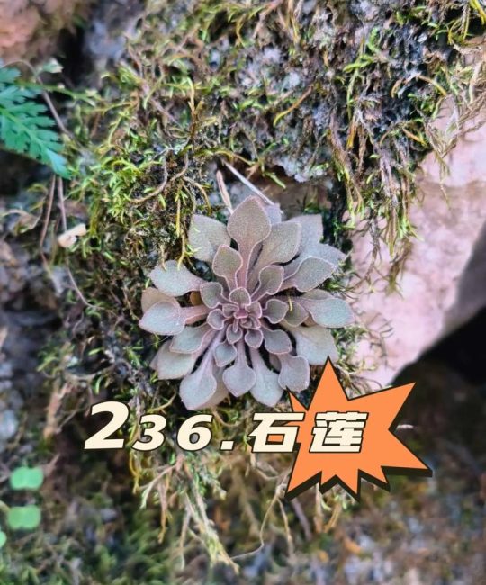石莲花是水生植物吗？彻底解析其陆地属性与养护误区