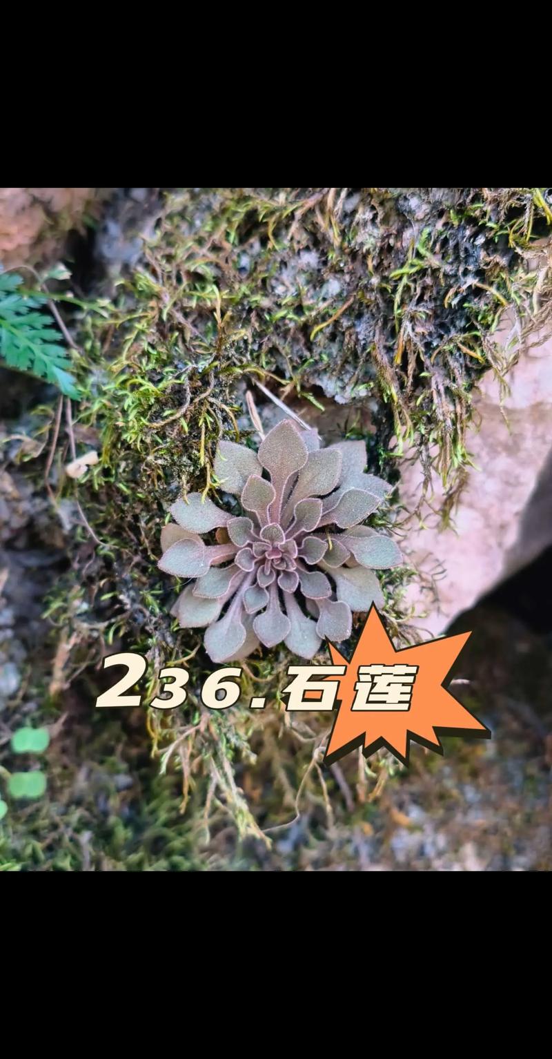 石莲花是水生植物吗?彻底解析其陆地属性与养护误区 石莲花不是水生植物,是旱生多肉植物