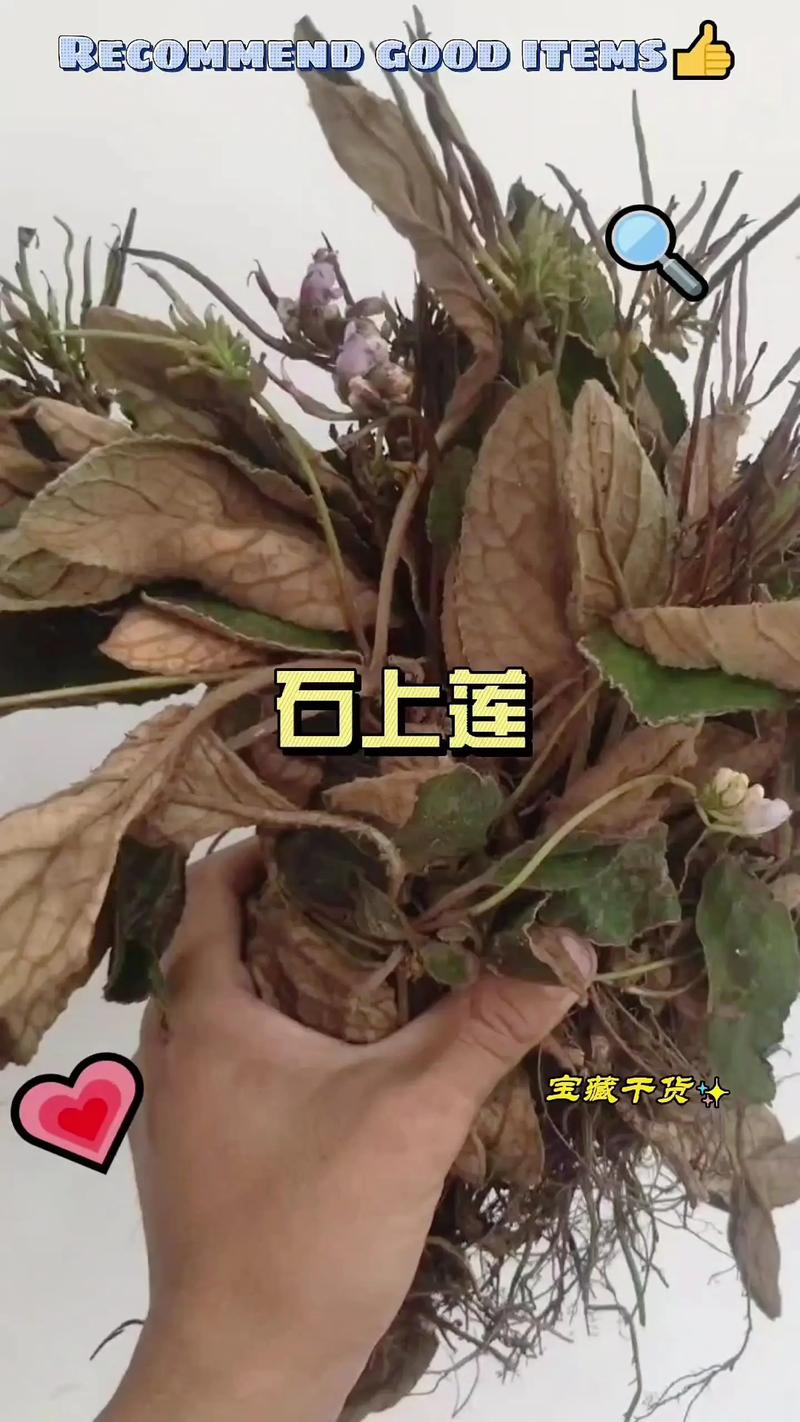 石莲花是水生植物吗?彻底解析其陆地属性与养护误区 一张表格明晰石莲花与典型水生植物的关键差异