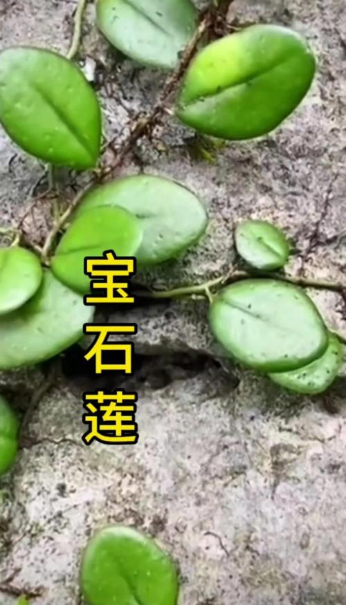 石莲花是水生植物吗?彻底解析其陆地属性与养护误区 判断一种植物是否为水生植物的三个核心标准