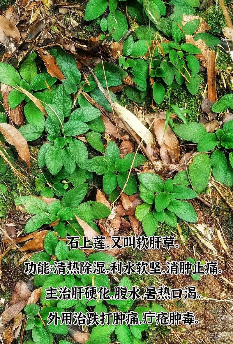 石莲花是水生植物吗?彻底解析其陆地属性与养护误区 石莲花被误认为水生植物的三大常见错误