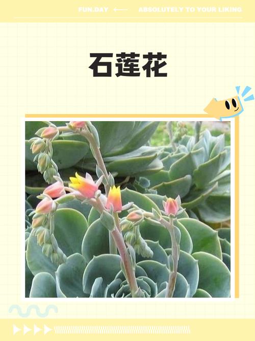 石莲花是水生植物吗?彻底解析其陆地属性与养护误区 石莲花能否用于景观配置?——只适合旱景,不适合湿地
