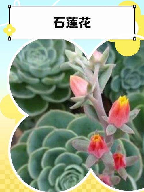 石莲花是水生植物吗?彻底解析其陆地属性与养护误区 总结