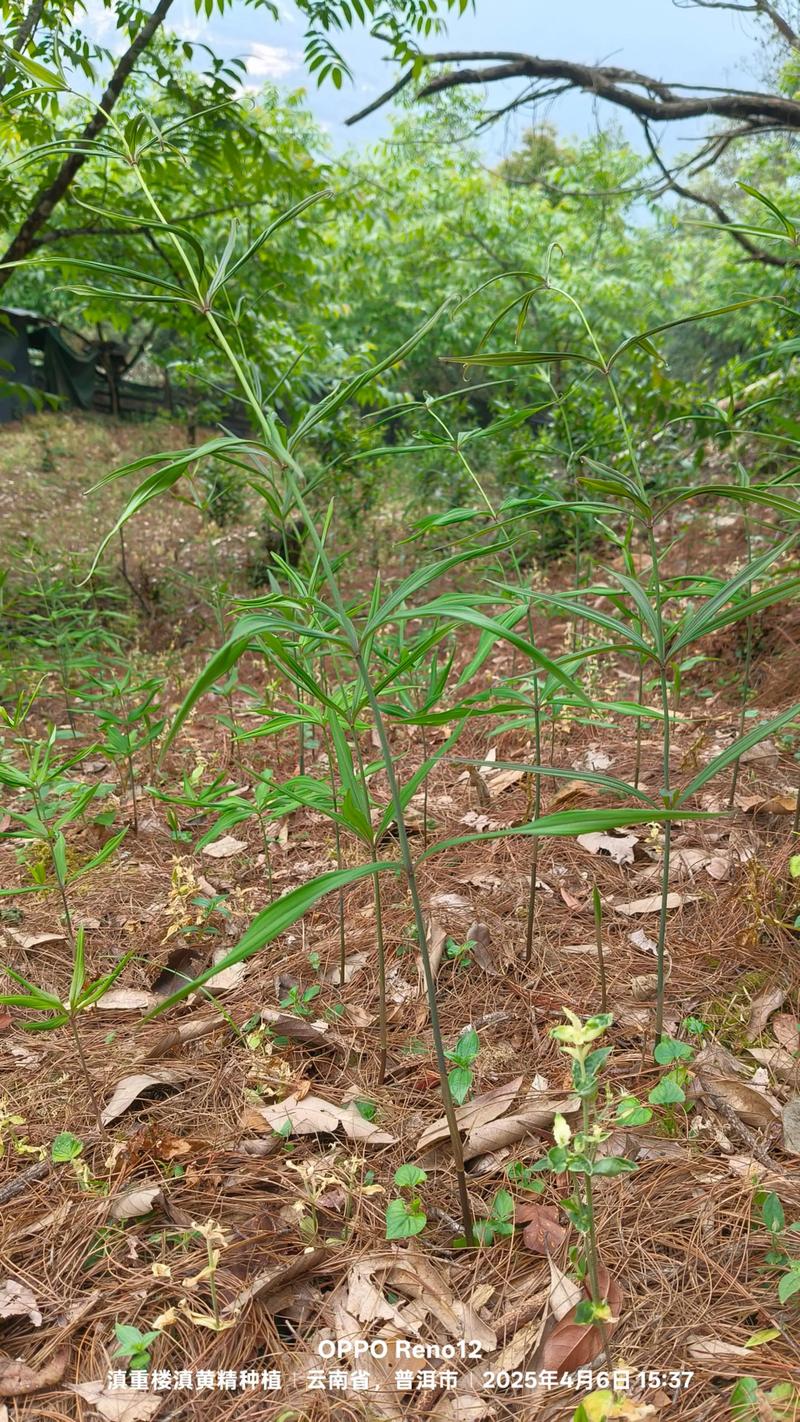 黄精的幼苗识别指南,从形态到养护一篇文章说清楚 黄精的幼苗识别指南,从形态到养护一篇文章说清楚