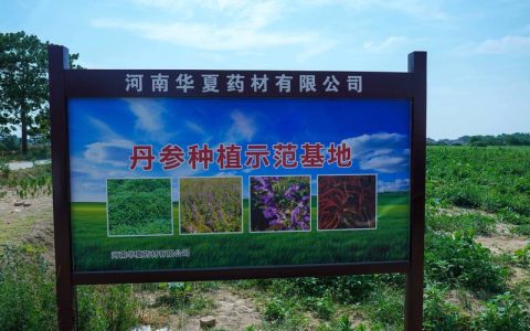 种植药材致富好项目：黄精、白芨与重楼的种植技术指南