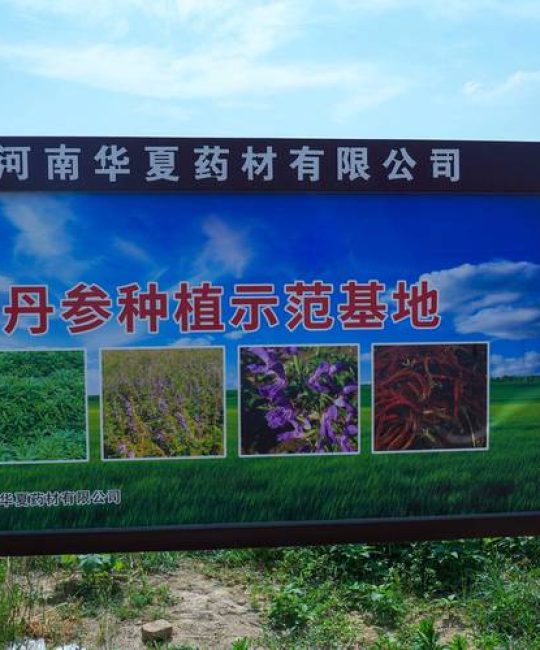 种植药材致富好项目：黄精、白芨与重楼的种植技术指南