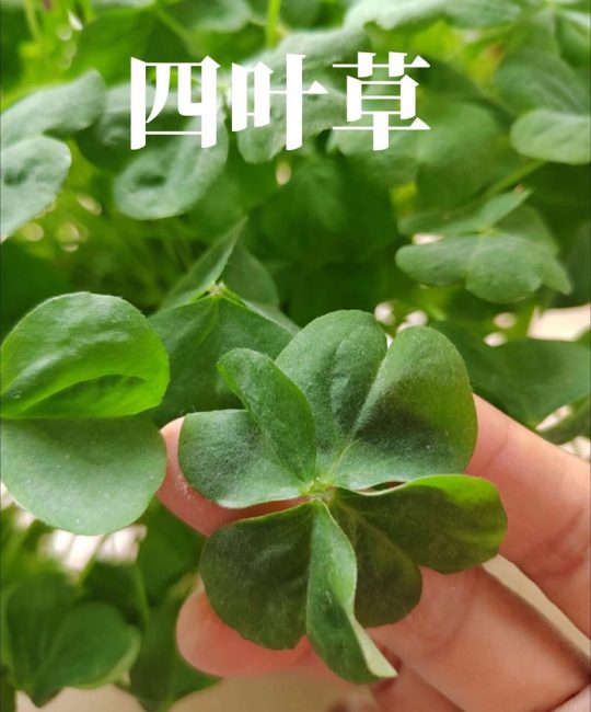 三叶草还是四叶草？一文讲透区别与种植技巧