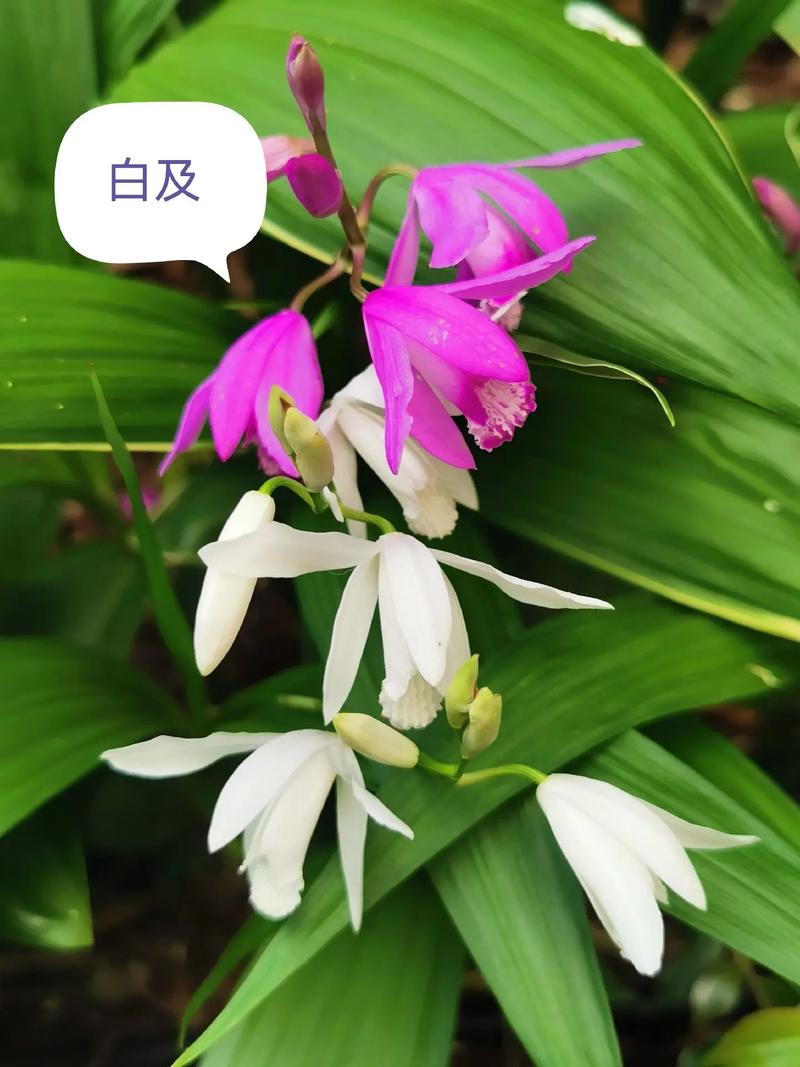 白芨有种子吗?揭开兰科植物繁殖的秘密 生产上最常用的繁殖方式:块茎繁殖