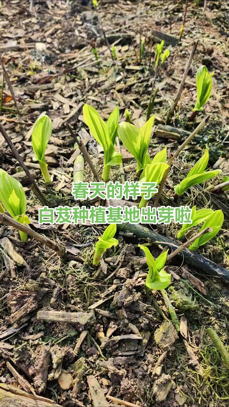 白芨有种子吗?揭开兰科植物繁殖的秘密 人工播种可行吗?